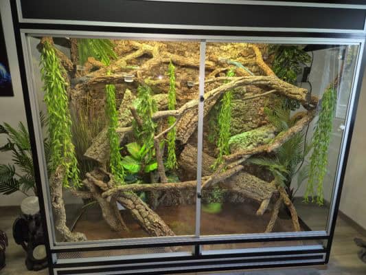 Terrarium eingerichtet