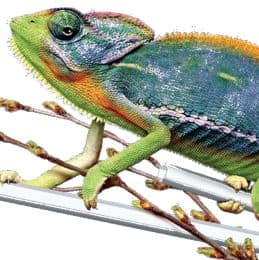 Chamäleon