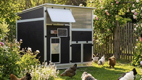 Hühnerstall Gallus mit Hühnern APS Arosio